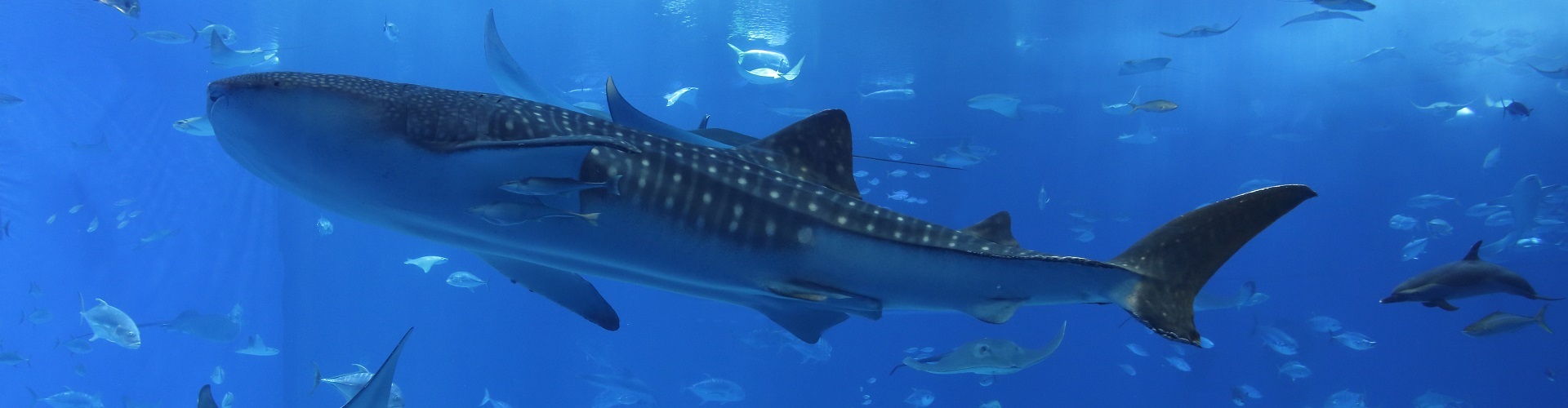 自駕遊| 當地玩樂| 東瀛遊EGL Tours