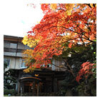 紅葉（玄關前）
