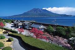 櫻島火山