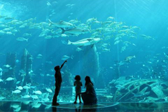 水族館Lost Chamber